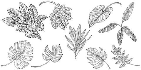 Leaves isolated on white. Tropical leaves. Hand drawn png illustration.