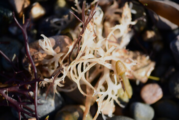 Purple and white seaweed washed ashore after spring storms