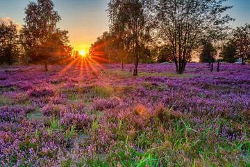 L&uuml;neburg,heide,sonnenuntergang,sonnenaufgang,nebel