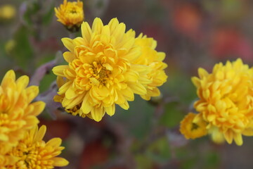 日本の秋の公園に咲くスプレーギクの黄色い花