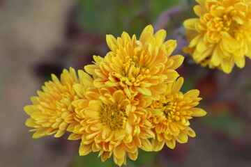 日本の秋の公園に咲くスプレーギクの黄色い花