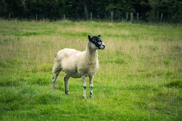 Fotobehang sheep in the meadow © Michael