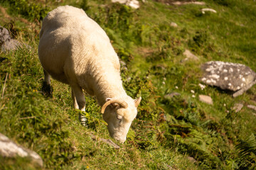 sheep on a mountain side