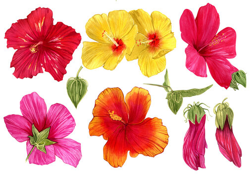 A set of watercolor hand-drawn illustrations of hibiscus hawaii flowers. Isolated illustrations on a white background.