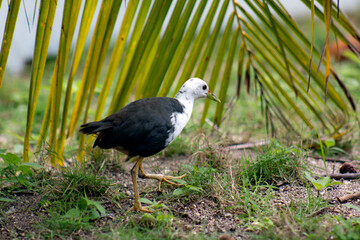 Bird watching in the wild.