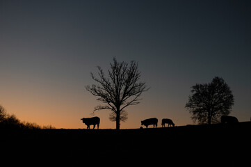 Fototapeta na wymiar des vaches a contrejour dans un champ au lever du soleil forment des silouhetes