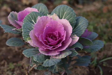 日本の冬の公園に生えるハボタンの紫色と緑色の複色の葉