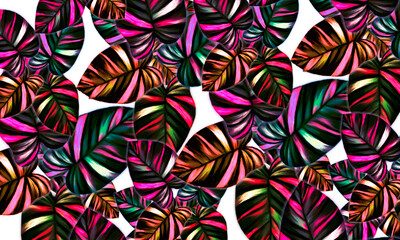 Fototapeta na wymiar colorful tropical leaves abstract spring nature wallpaper background