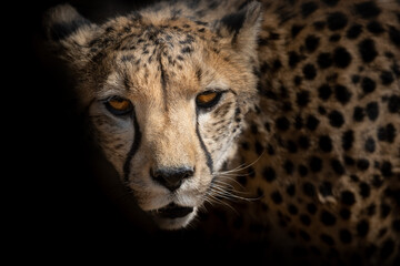 beautiful cheetah head portrait isolated on black