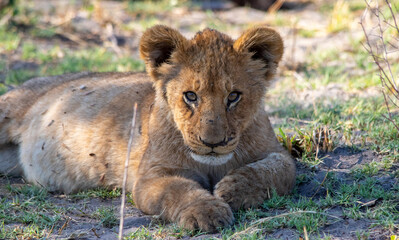 African lion cub isolated