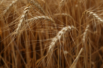 Fototapeta premium Ripe wheat spikes in agricultural field, closeup
