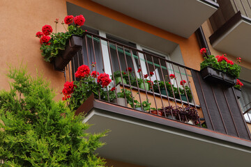 Fototapeta na wymiar Balcony decorated with beautiful red flowers, low angle view