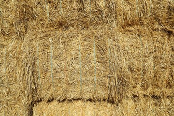 Many hay bales as background, closeup view