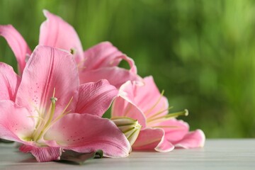 Beautiful pink lily flowers on white wooden table against blurred green background, closeup