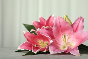 Beautiful pink lily flowers on grey table, closeup
