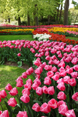 Many different beautiful tulip flowers in park. Spring season