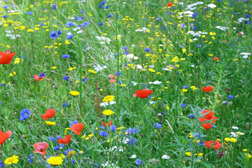 Beautiful green meadow with blooming wild flowers