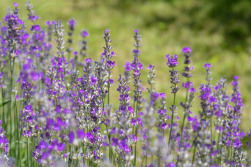 Beautiful blooming lavender plants in field on sunny day, closeup