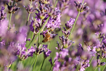 Closeup view of beautiful lavender with bee in field on sunny day