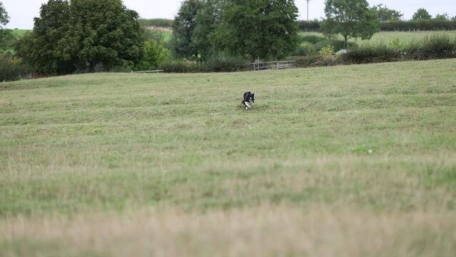 Border collie dog running towards camera in field 5