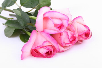 Rose pink on white background