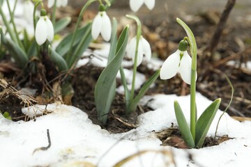 Beautiful blooming snowdrops growing outdoors, space for text. Spring flowers