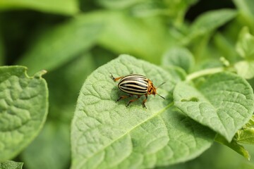 Colorado potato beetle on green plant outdoors, closeup