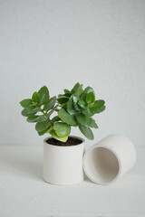 A green plant in a concrete pot