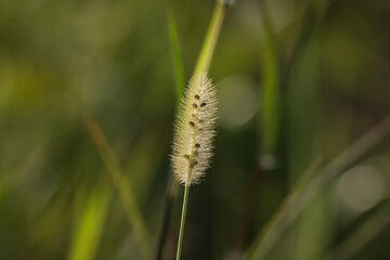 Foxtail grass field isolated on dark green background. Beautiful dry grass closeup. Foxtail grass closeup. Grassland. Green grass in the garden, in nature. 