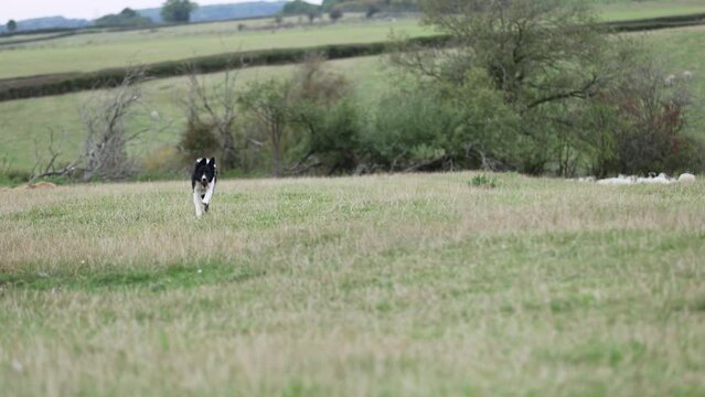 Border collie dog running towards camera in field 6
