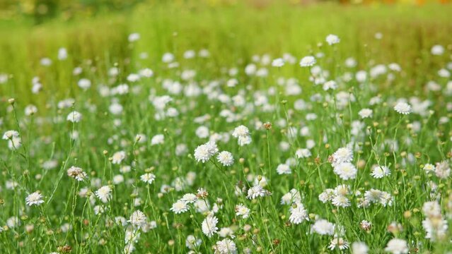 Kalimeris Pinnatifida Aster Pinnatifidus 'Hortensis', False Aster, Asteromoea Mongolica - attractive white semi-double flowers field - panning shot
