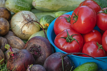 Organic vegetables on green grass on the farm. Growing organic products. Harvesting. Farming concept. Fresh crops, tomatoes harvest, carrot, potato, cucumbers, outdoors