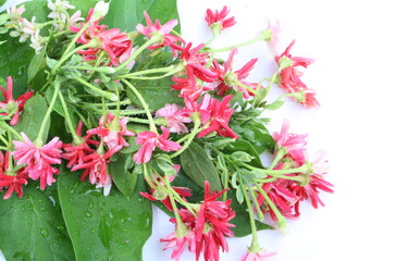 Quisqualis indica also known as the Chinese honeysuckle, Rangoon Creeper, and Combretum indicum isolate on white background