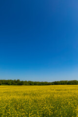 Fototapeta na wymiar Yellow rapeseed field on a sunny summer day