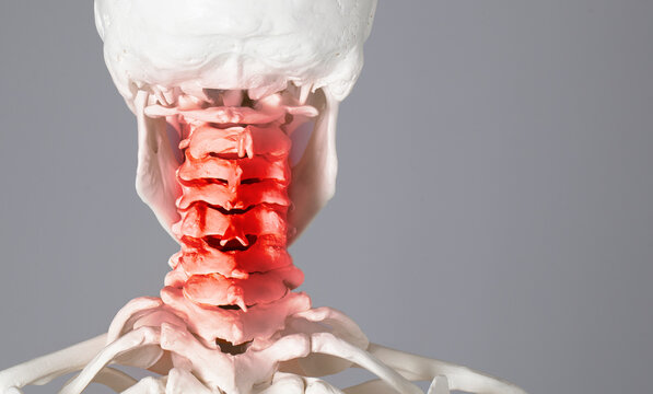Human body upper spine and neck pain zone, atlas vertebrae and cervical vertebras