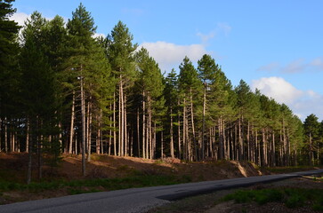 road in the woods