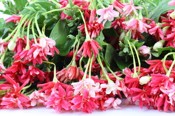 Quisqualis indica also known as the Chinese honeysuckle, Rangoon Creeper, and Combretum indicum...