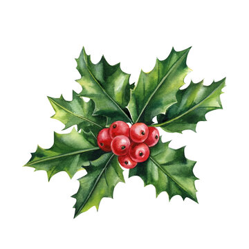 Holly leaves decoration with red berries isolated on white background. Watercolor Element for design.