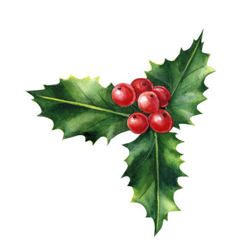 Watercolor Holly leaves decoration with red berries isolated on white background. Element for design.