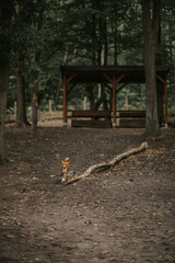 Psy w swoim naturalnym środowisku. 