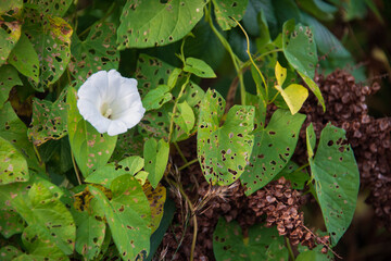 echte Zaunwinde mit einer weißen Blüte