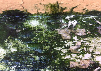 Moss growing on the concrete floor