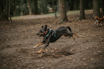 Psy w swoim naturalnym środowisku.  © Karolina