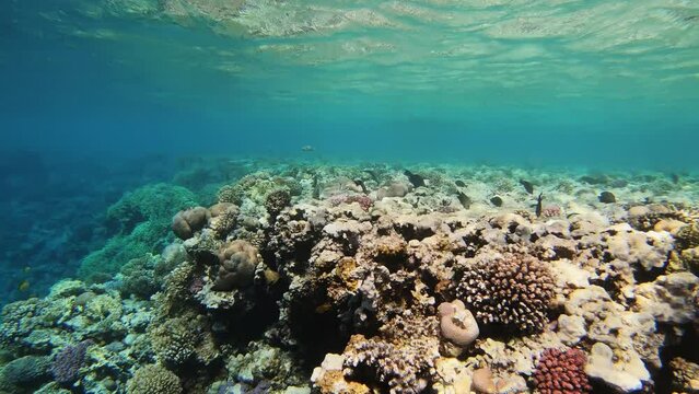 Many fish swim among corals in the Red Sea, Egypt, 4k