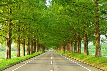 マキノ高原メタセコイア並木