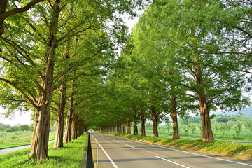 マキノ高原メタセコイア並木