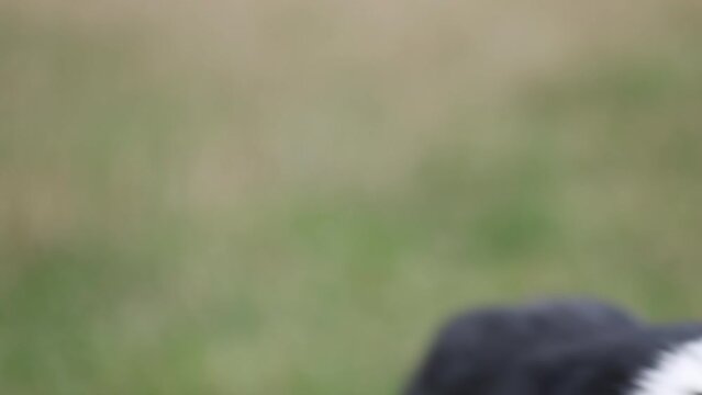 Border collie dog running towards camera in field