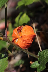 orange plant in the forest