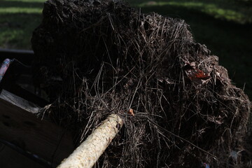tree on the ground with roots