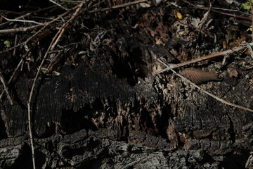ground texture